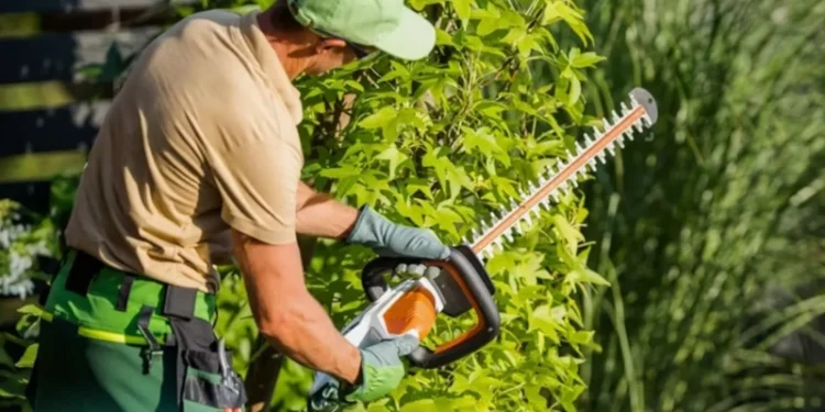 Tree Pruning: Seasonal Timing, Safety Checks, and Smart Cuts in Nashville, TN