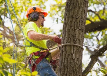 Best Tree Service in St Louis MO: Top Local Arborists Compared