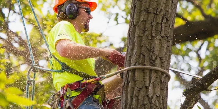 Best Tree Service in St Louis MO: Top Local Arborists Compared