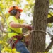 Best Tree Service in St Louis MO: Top Local Arborists Compared